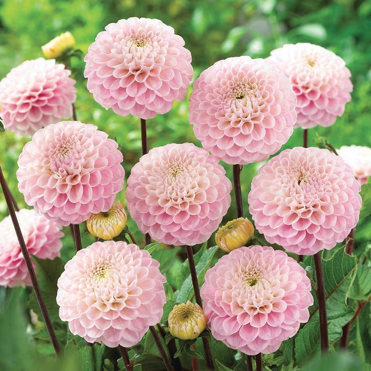 Шаровидные (Ball Dahlias)