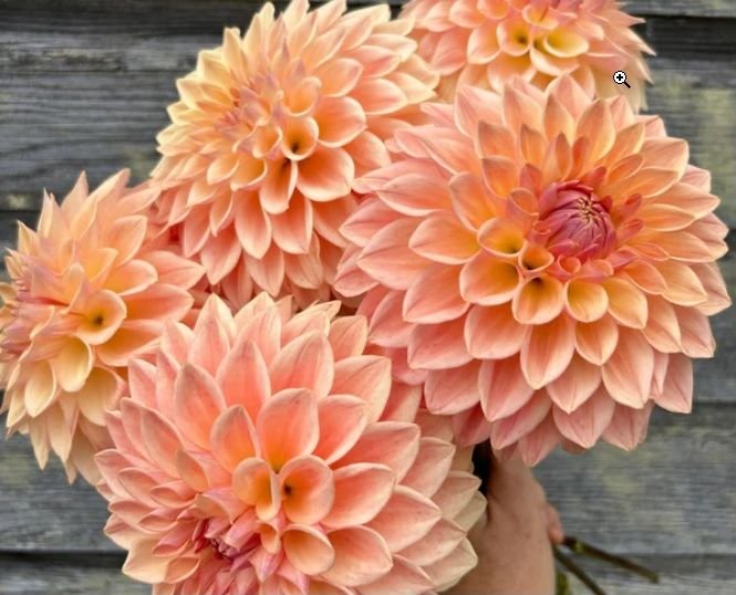 Декоративные (Decorative Dahlias)