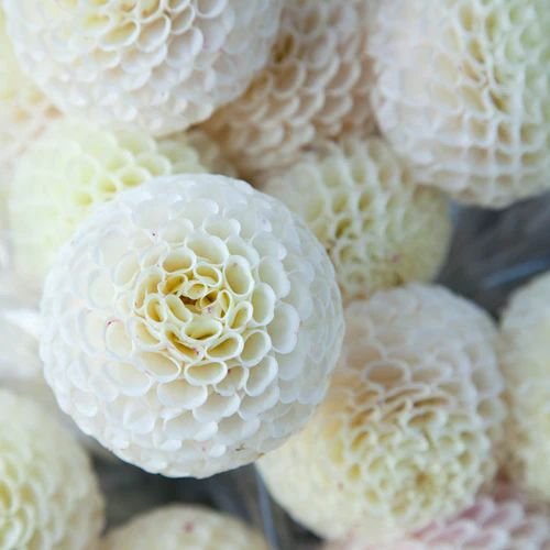 Помпонные (Pompon Dahlias)