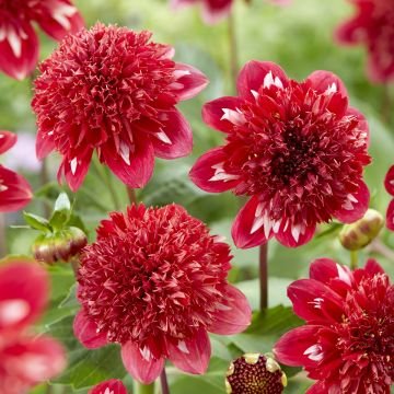 Анемоновидные (Anemone-flowered Dahlias)