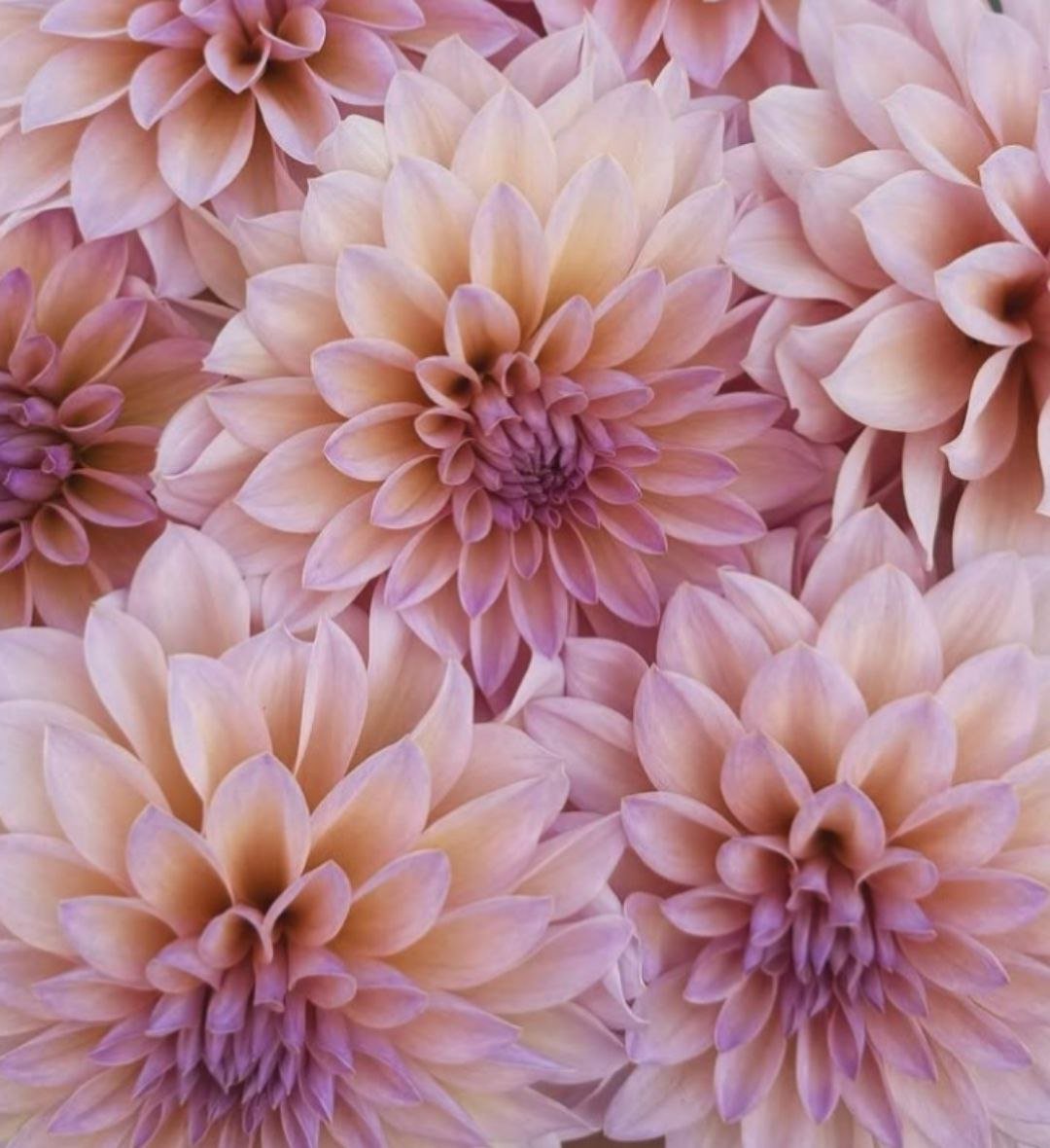 Предзаказ на осень 2026