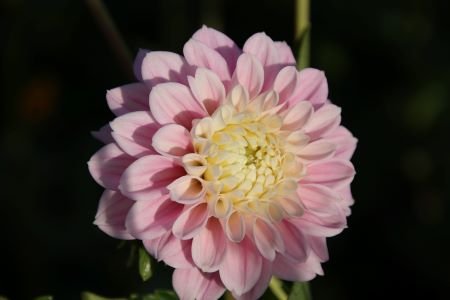 Георгина Свит лав (Sweet Love) — фото 1