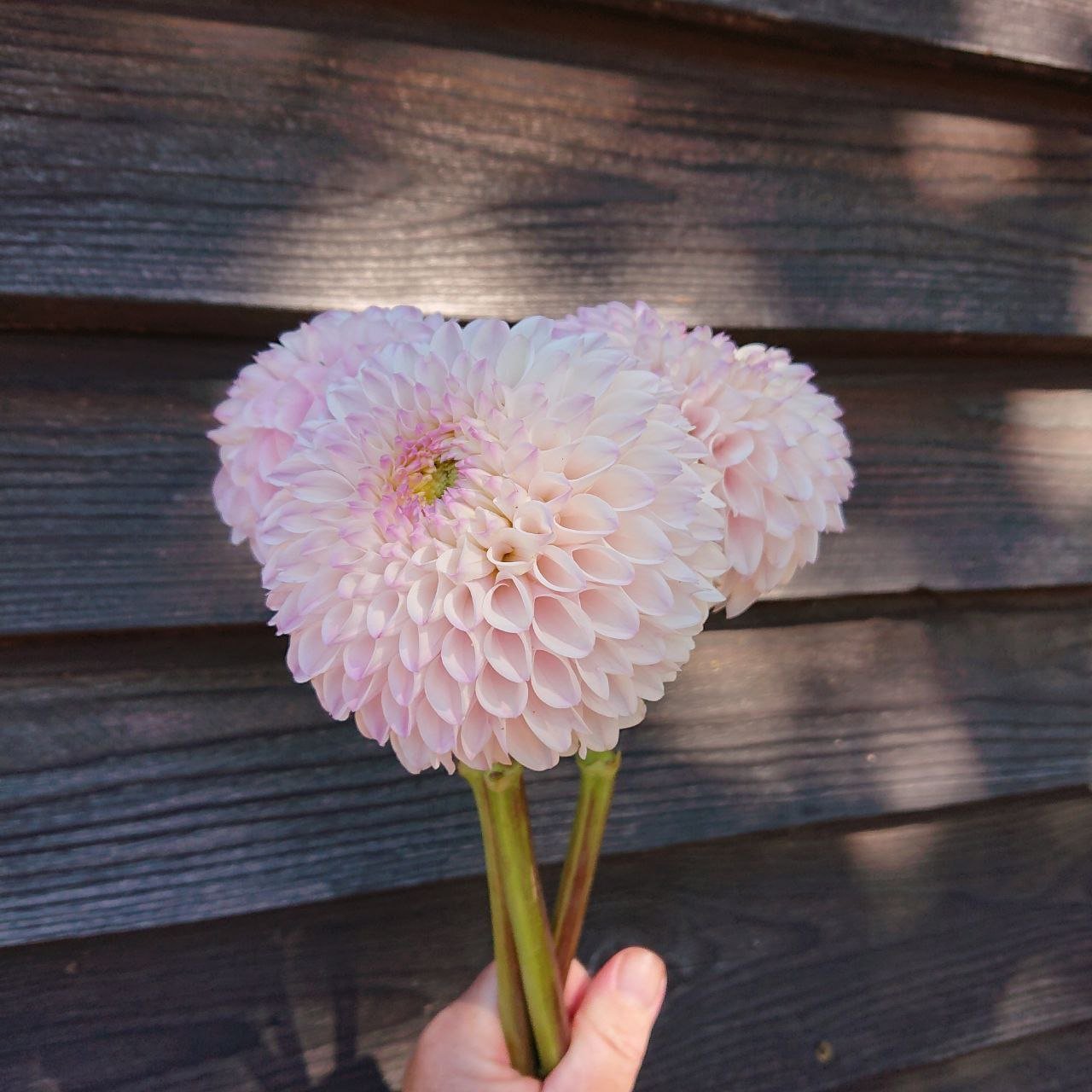 Георгина Пинк Перл (Pink Pearl) — фото 1