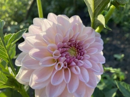 Георгина Пинк Силк (Pink Silk)