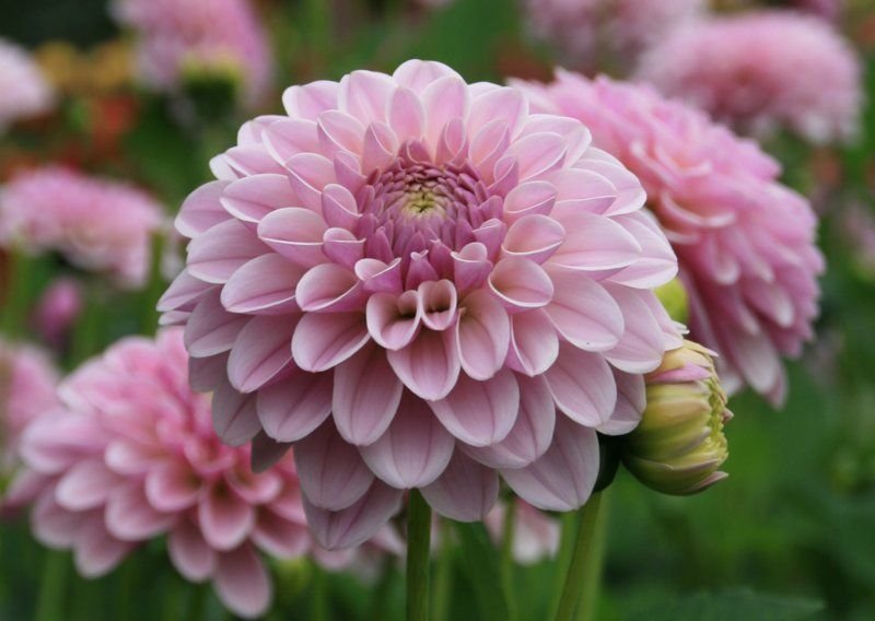 Георгина Пинк Силк (Pink Silk) — фото 1