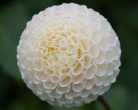 Георгин Smol World — фото 1