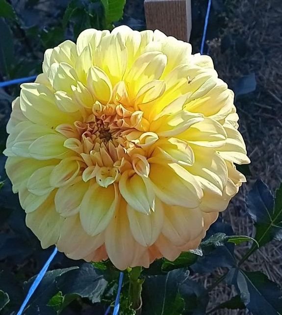 Георгина Брэкен Сара (Bracken Sarah) — фото 1