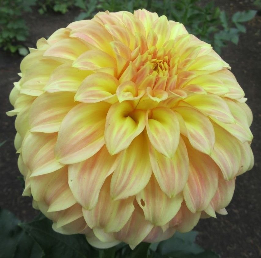 Георгина Брэкен Сара (Bracken Sarah) — фото 1