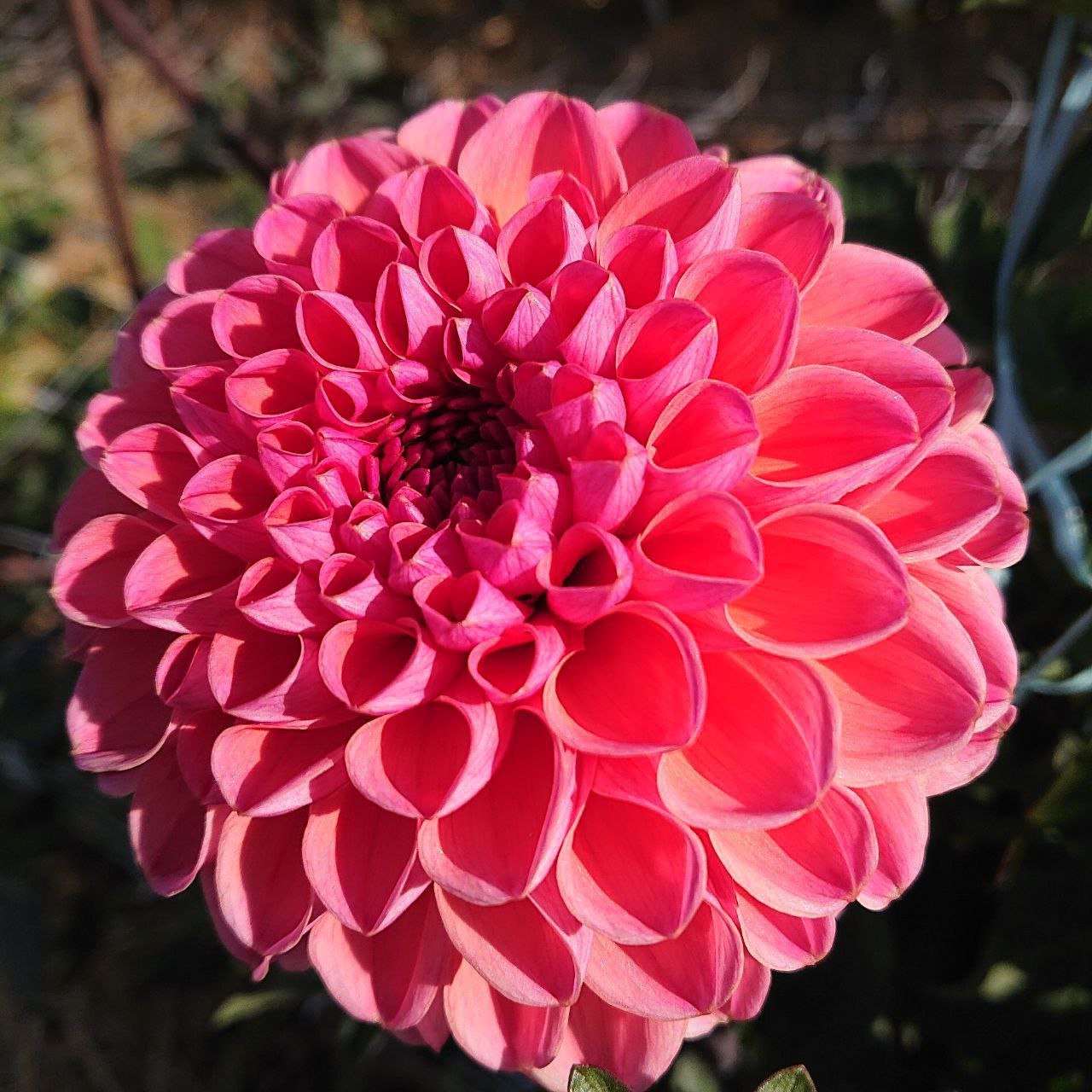 Георгина Дейзи дюк (Daisy Duke) — фото 1