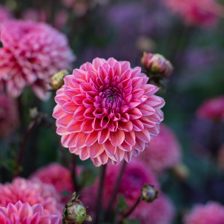 Георгина Дейзи дюк (Daisy Duke)