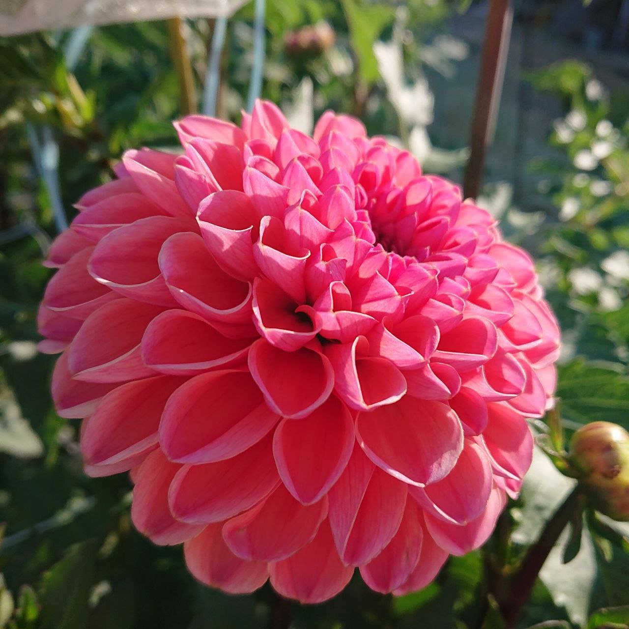 Георгина Дейзи дюк (Daisy Duke) — фото 1