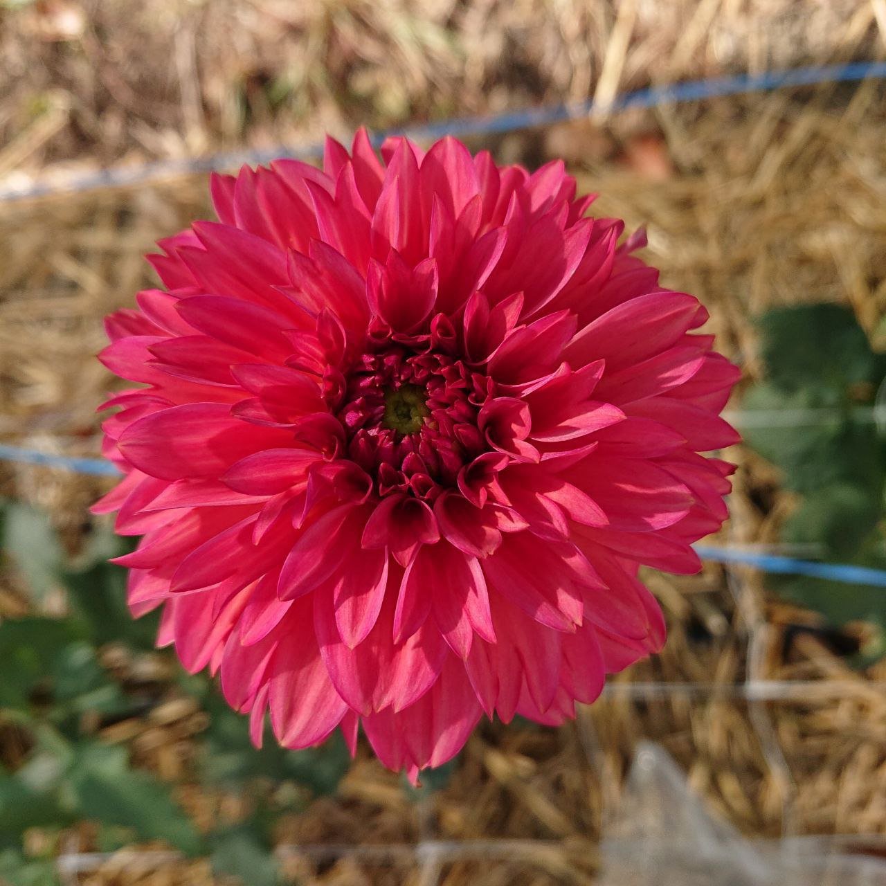 Георгина Айсед ти (Iced Tea)