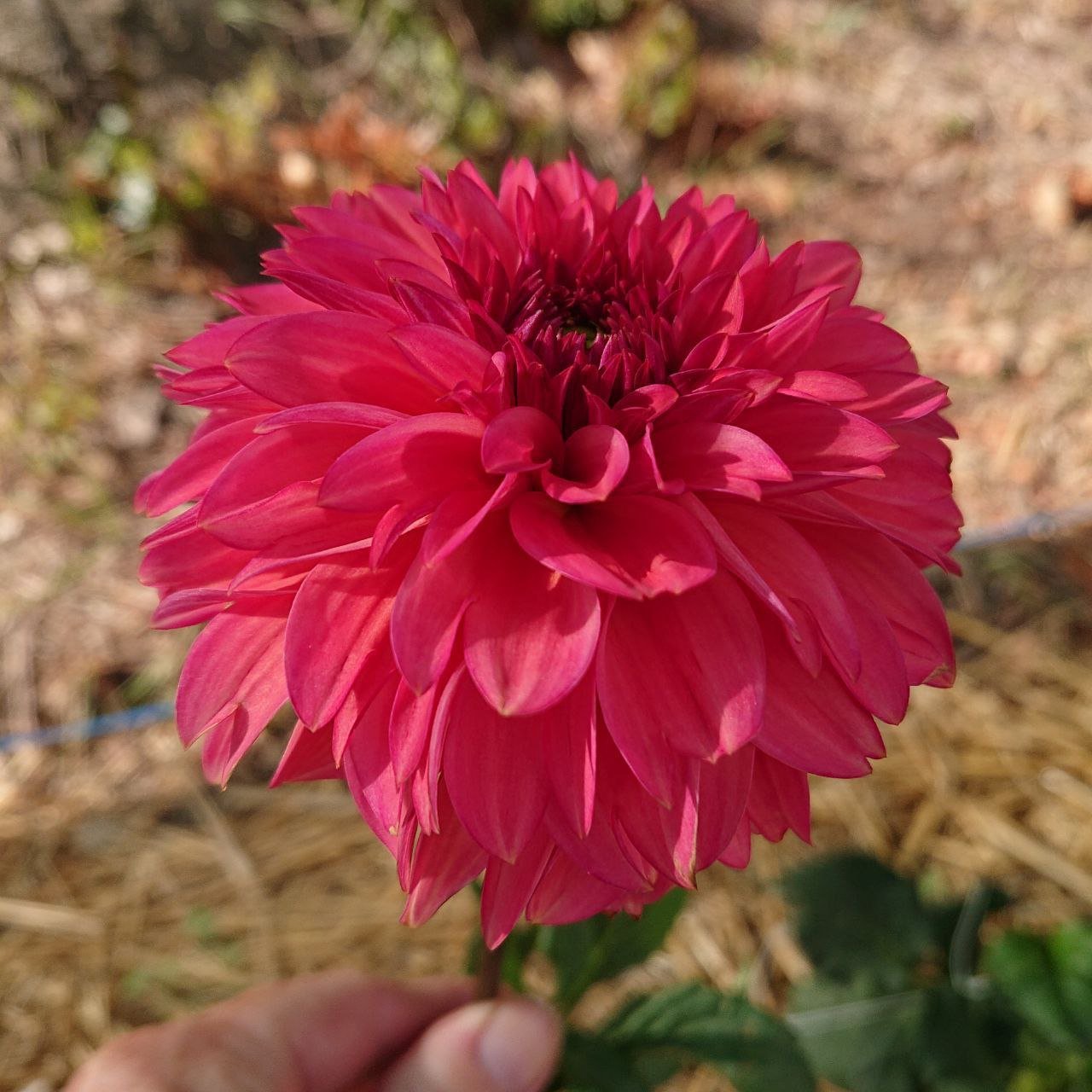 Георгина Айсед ти (Iced Tea) — фото 1