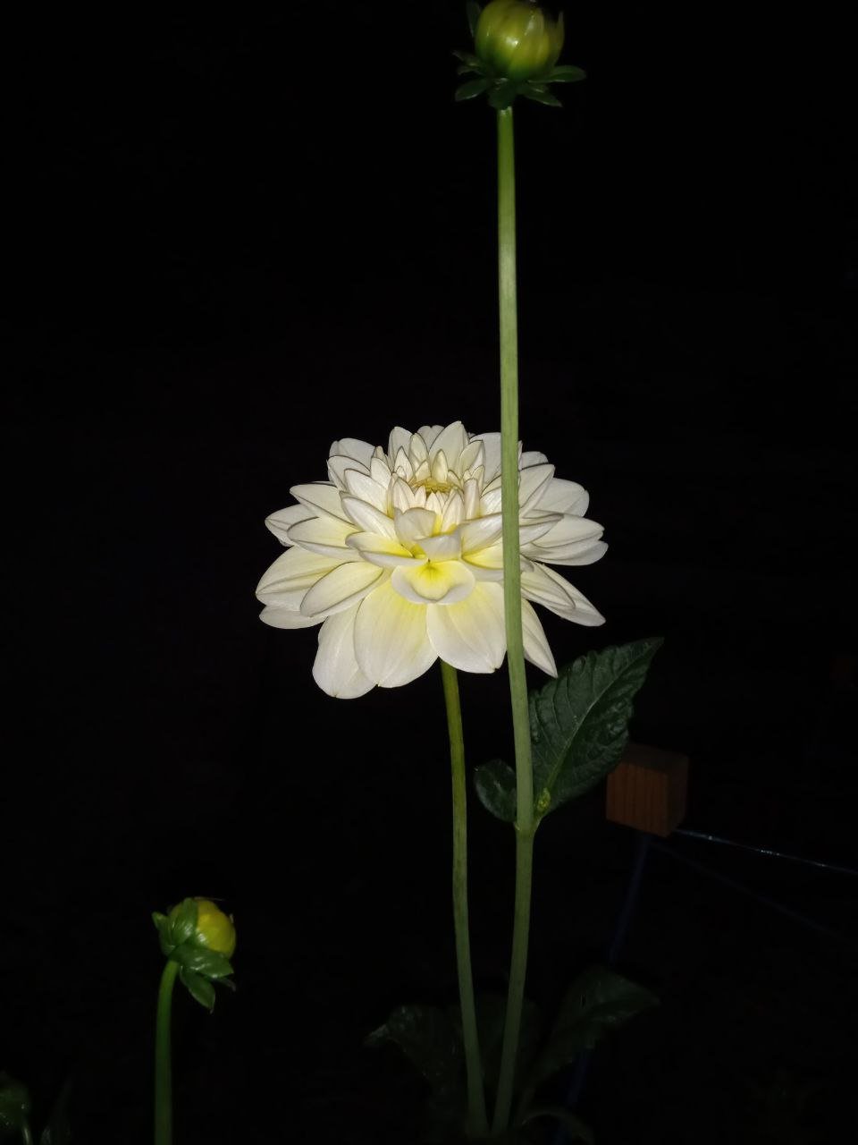 Георгина Карамель Антик (Caramel Antique) — фото 1