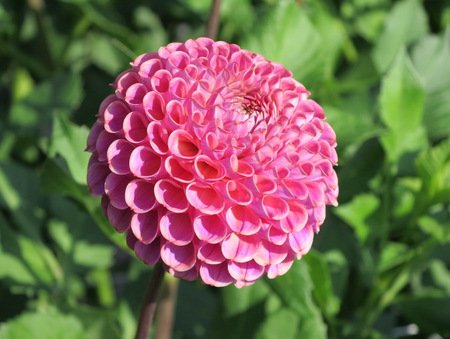 Георгина Кейтлинс Джой (Caitlin's Joy) — фото 1