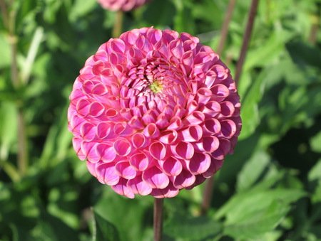 Георгина Кейтлинс Джой (Caitlin's Joy) — фото 1