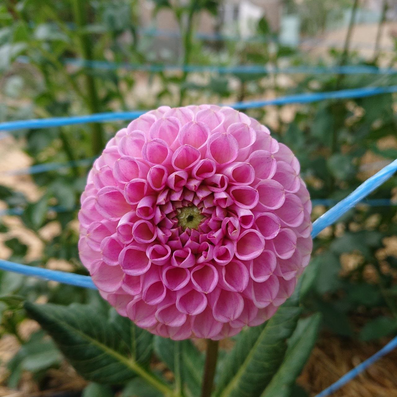 Георгина Кейтлинс Джой (Caitlin's Joy)