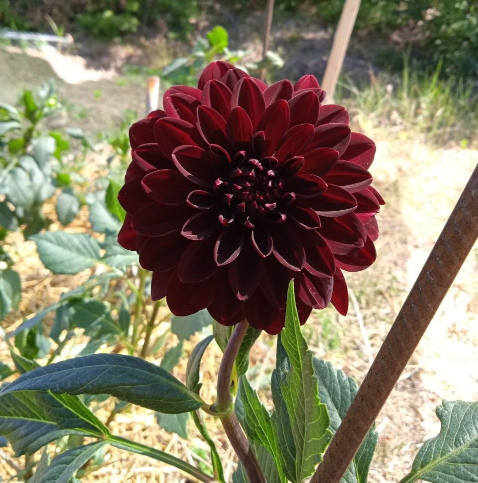 Георгина Арабиан Найт (Arabian Night)