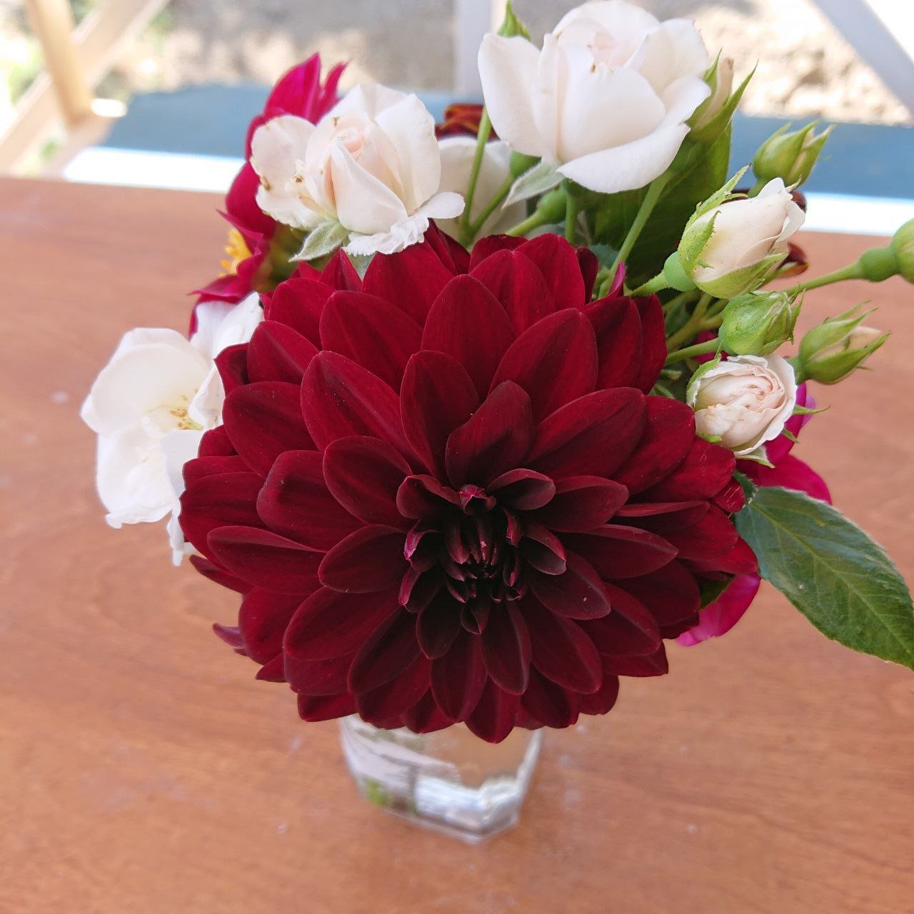 Георгина Арабиан Найт (Arabian Night) — фото 1