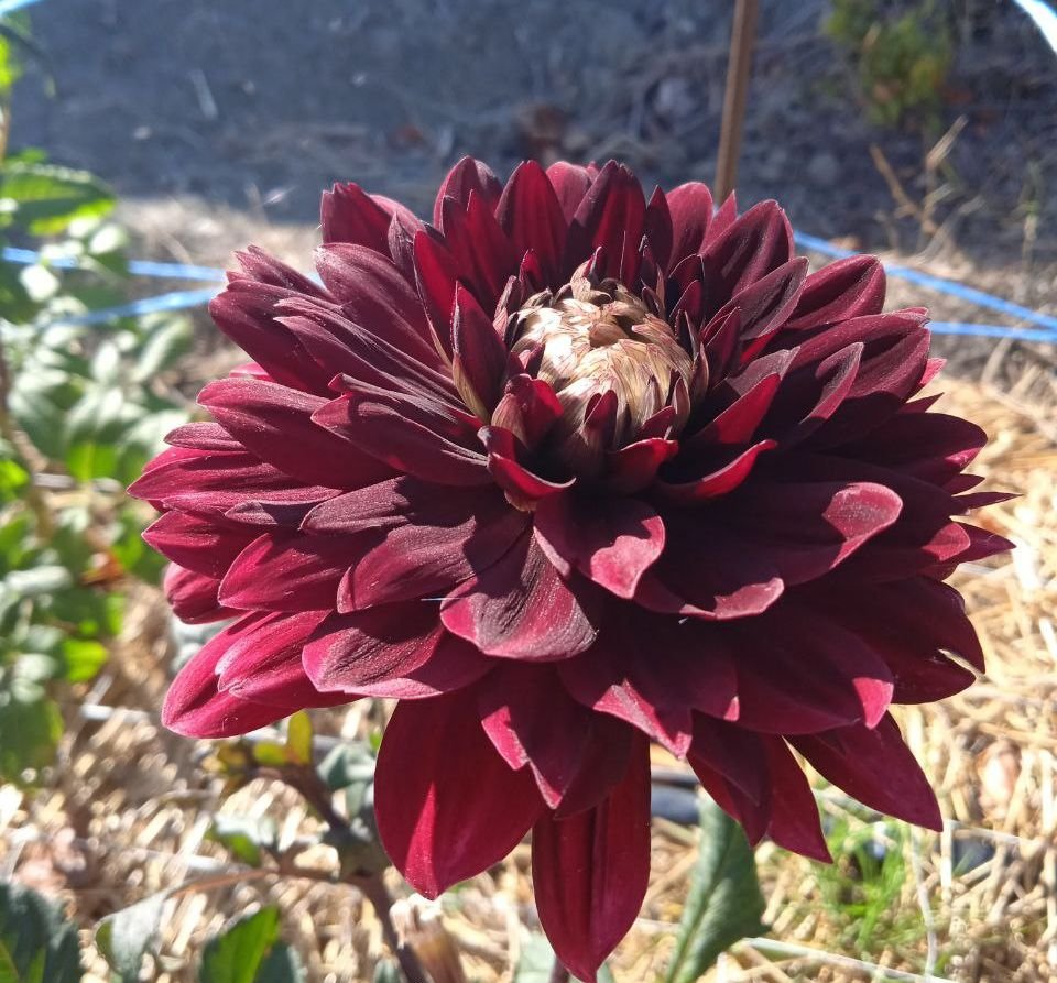 Георгина Афтер Даск (After Dusk) — фото 1