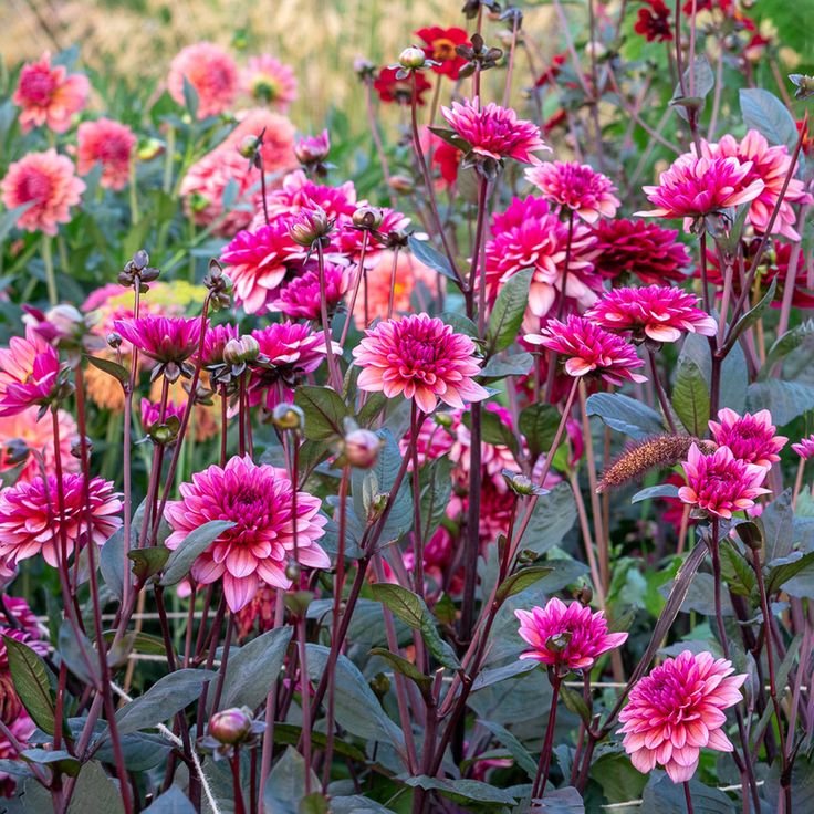 Георгина Молли Рэйвен — фото 1