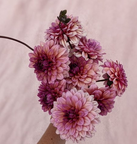 Георгина Молли Рэйвен — фото 1