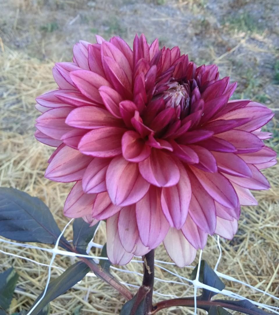 Георгина Молли Рэйвен (Molly Raven)