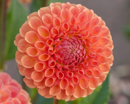 Георгина Корнел Бронз (Cornel Brons)