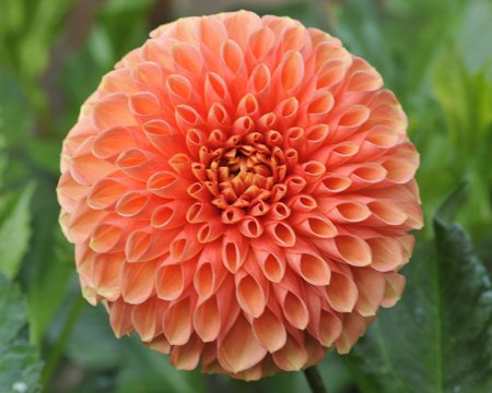 Георгина Джовей Линда (Jowey Linda)