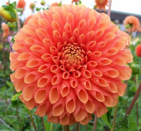 Георгина Джовей Линда (Jowey Linda) — фото 1