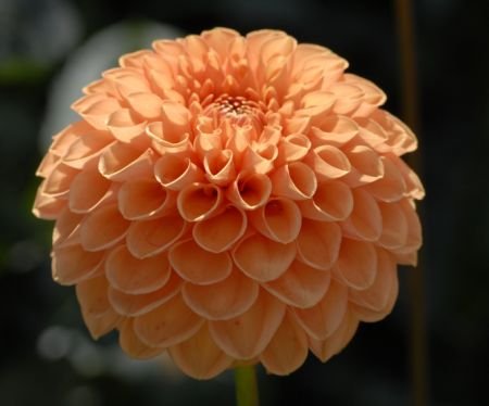 Георгина Джовей Линда (Jowey Linda) — фото 1