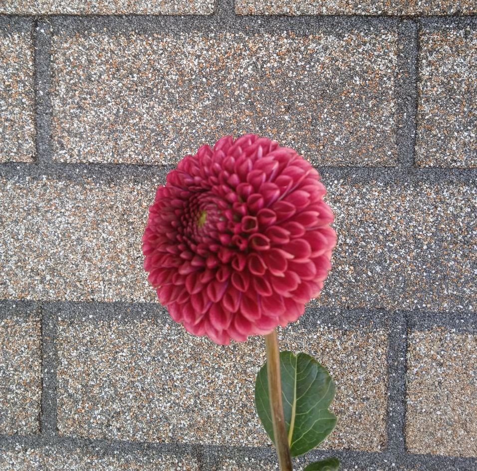 Георгина Коппербой (Copperboy) — фото 1