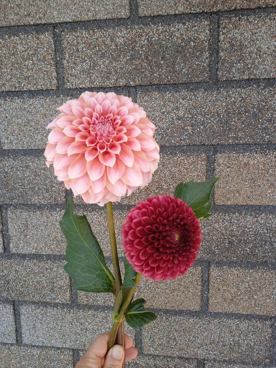 Георгина Коппербой (Copperboy) — фото 1