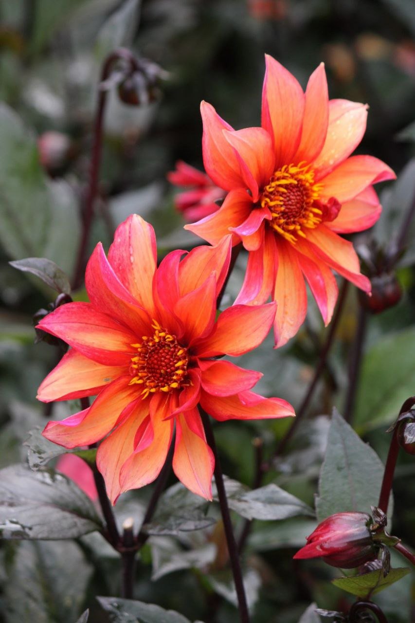 Георгина Вальцинг Матильда (Waltzing Mathilda) — фото 1