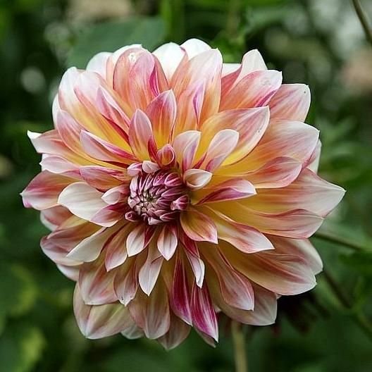 Георгина Карибиан Фэнтази (Caribbean Fantasy)