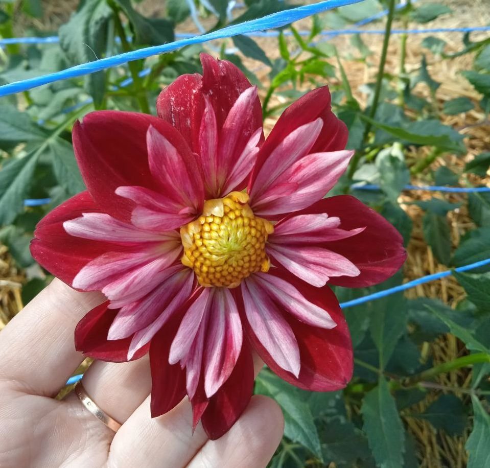 Георгина К-Энди (K-Andy)