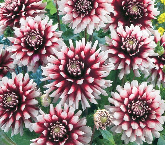 Георгина Сидлер Штольце (Siedler Stolze)