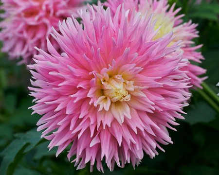 Георгина Джаст Мэррид (Just Married) — фото 1