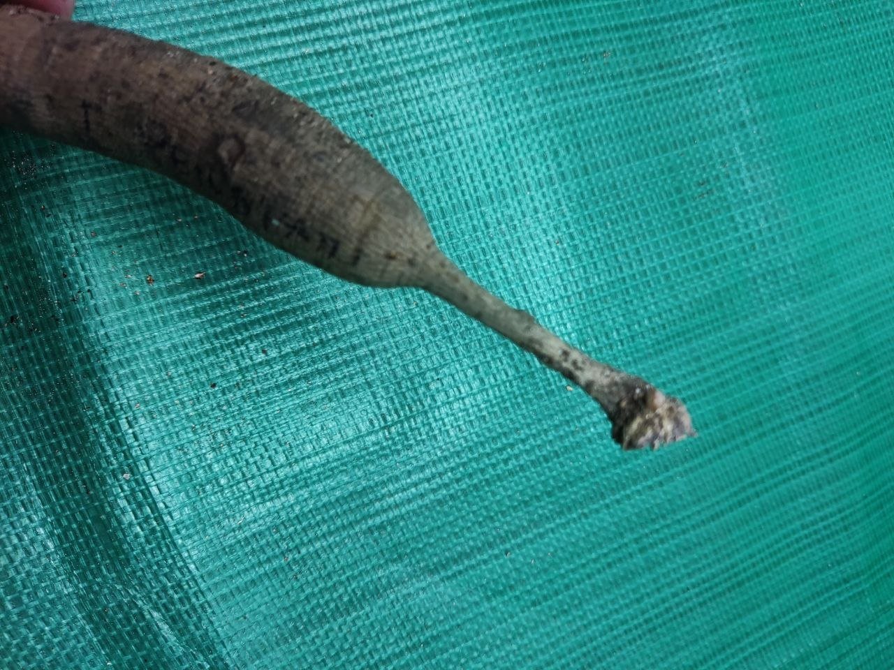 Георгина Геллери Рембрандт (Gallery Rembrandt) — фото 1