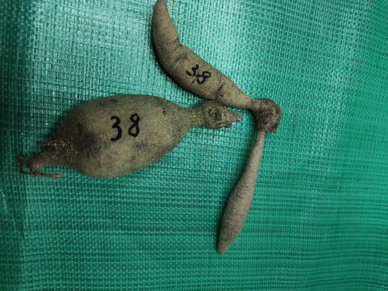 Георгина Айсед ти (Iced Tea) — фото 1