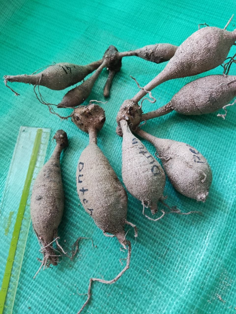 Георгина Дач Перл (Dutch Pearl) — фото 1