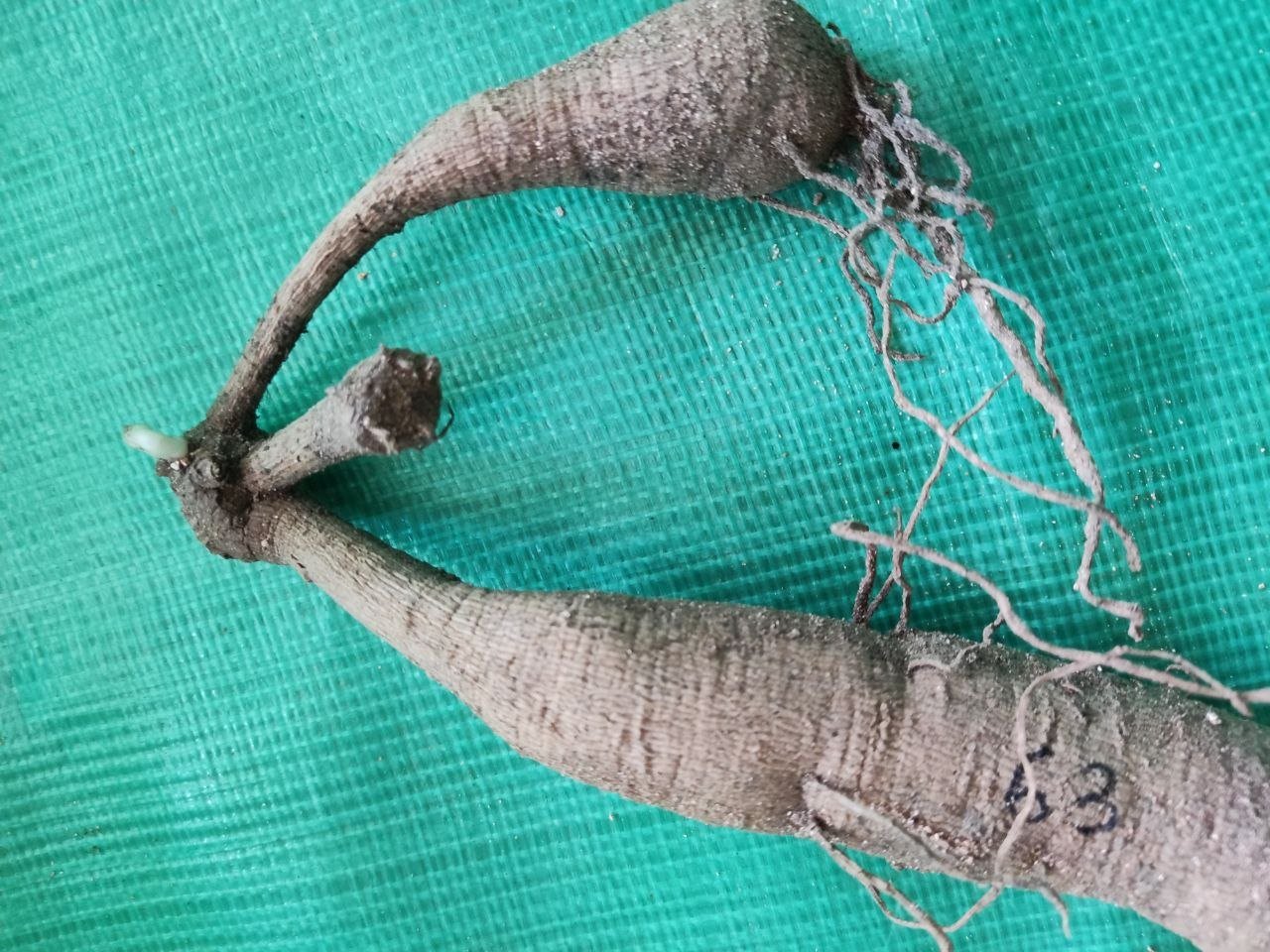 Георгина Джаст Мэррид (Just Married) — фото 1