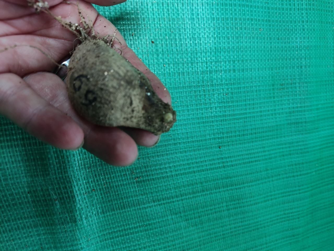 Георгина Коппербой (Copperboy) — фото 1