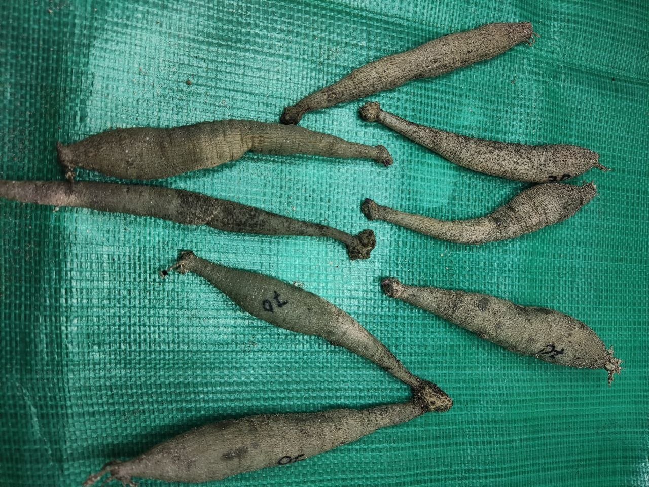 Георгина Вальцинг Матильда (Waltzing Mathilda) — фото 1