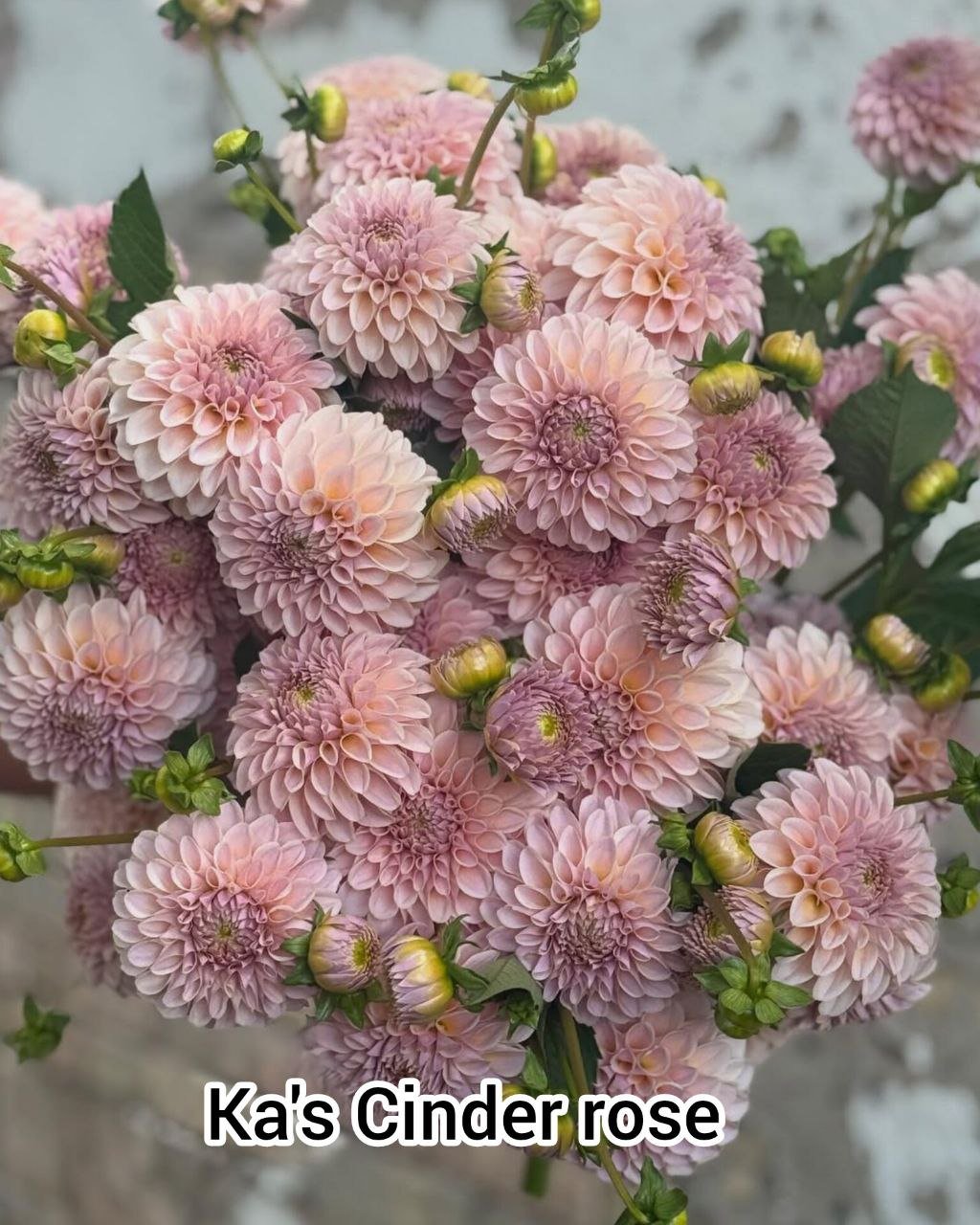 Георгина КАс Синдер Роуз ( KА's Cinder Rosе) — фото 1