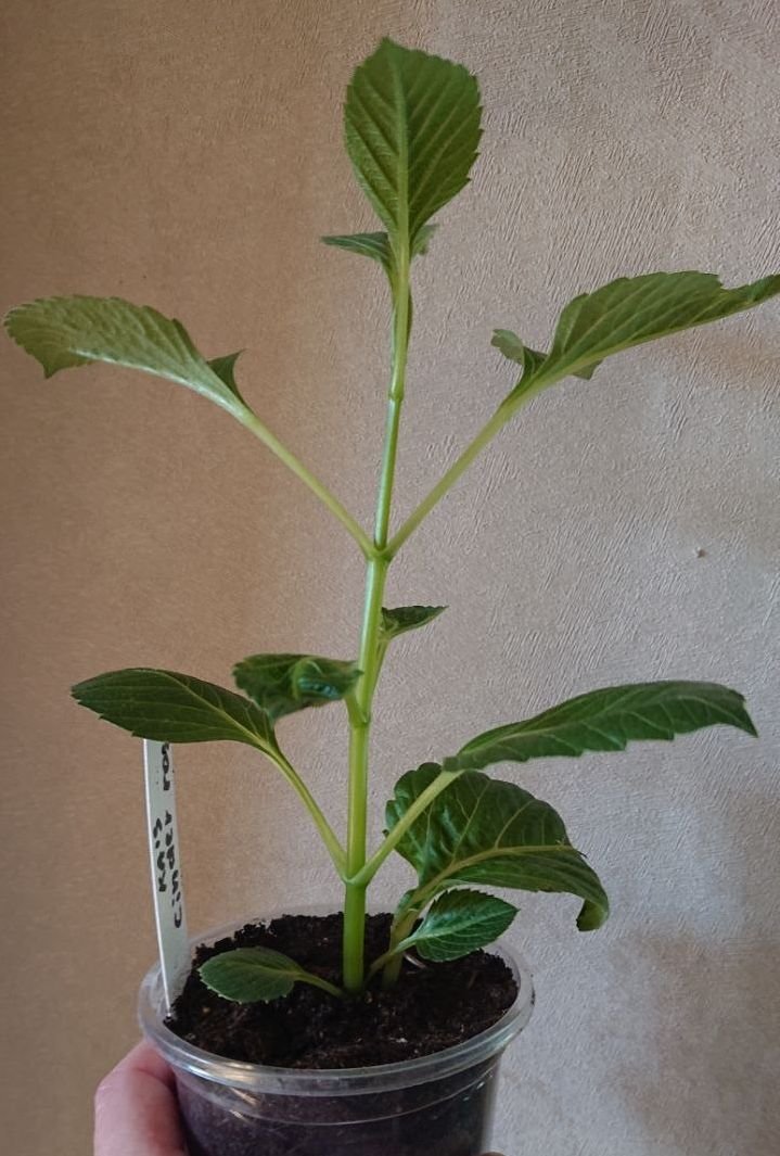 Георгина КАс Синдер Роуз ( KА's Cinder Rosе) — фото 1