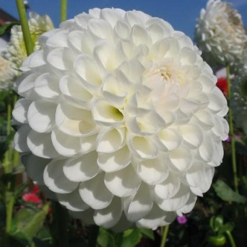 Георгина Анкрес (Dahlia L'Ancresse)