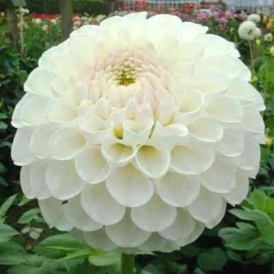 Георгина Анкрес (Dahlia L'Ancresse) — фото 1