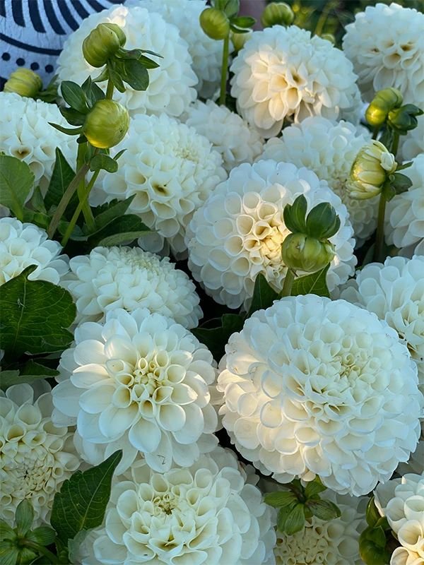 Георгина Анкрес (Dahlia L'Ancresse) — фото 1