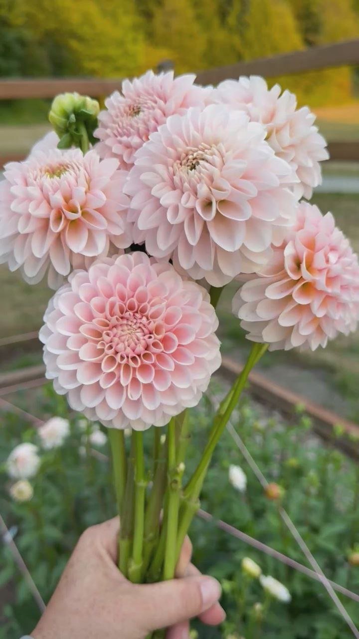 Георгина Ли Кьюпай (Lee's Kewpie) — фото 1